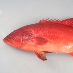 スジアラ (アカジンミーバイ) | 市場魚貝類図鑑