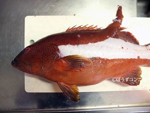 スジアラの鱗のすき引き