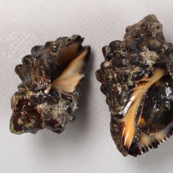 Thais属について＆生物一覧 | 市場魚貝類図鑑