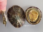 ヨメガカサのサムネイル写真