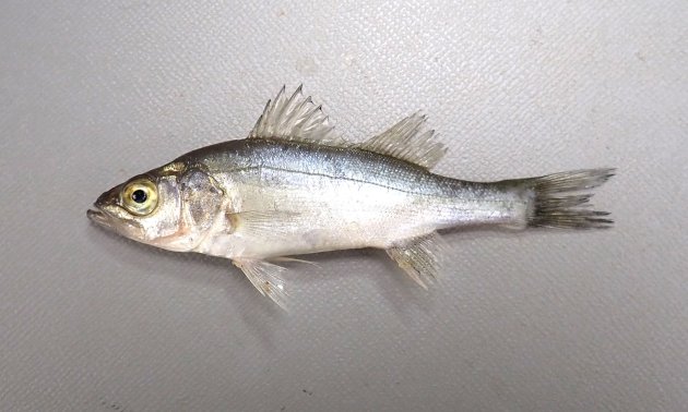 80cm SL 前後になる。吻は長く先端が尖る。尾柄部は長い。背鰭軟条は12-14本。体側に黒い斑点があるものとないものがある。斑点はあっても鱗と同じ大きさか、それよりも小さい。［コッパサイズ。８cm SL］