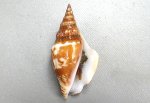 シドロガイのサムネイル写真