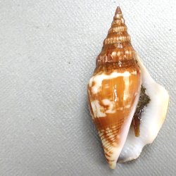 ソデボラ科について＆生物一覧 | 市場魚貝類図鑑