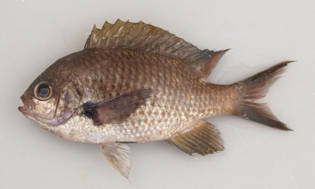 スズメダイ | 魚類 | 市場魚貝類図鑑
