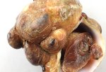 シマメノウフネガイのサムネイル写真