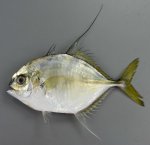 リュウキュウヨロイアジのサムネイル写真