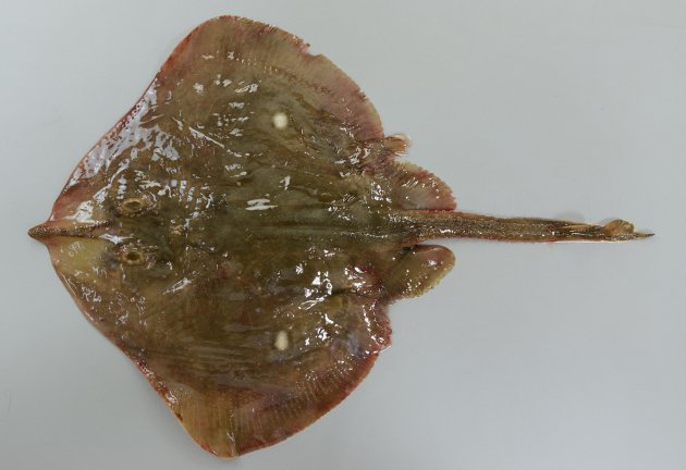 かすべ。 コモンカスベ | 魚類 | 市場魚貝類図鑑