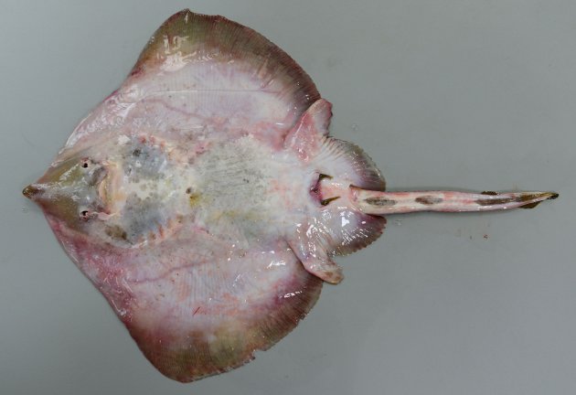 コモンカスベ | 魚類 | 市場魚貝類図鑑