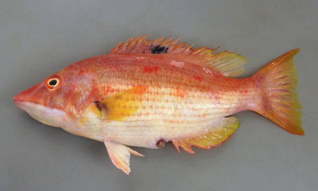 30cm SL 前後になる。体高があり吻部がとがり狐（キツネ）を思わせる。背鰭に黒斑があり、体側に２列の赤い斑紋の列がある。