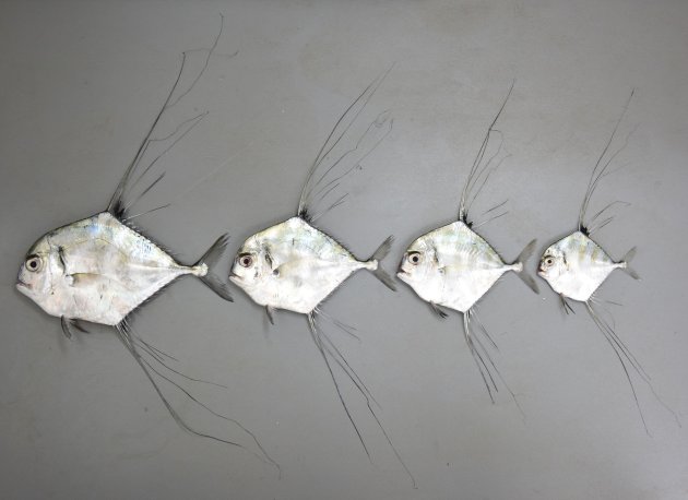 1m SL前後になる。幼魚は身体が真四角に近く、背鰭、尻鰭が長い。頭部は背から吻にかけて丸みを帯びて目の先で直線的になる。成魚になると背鰭、尻鰭が短くなり、身体が長くなる。[相模湾二宮沖　19.5cm SL・241g、15.5cm SL・134g、13cm SL・88g、9.5cm SL・32.5g]