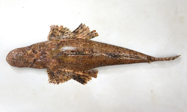 50cm SL前後になる。コチ科の魚の中でも大型。体は細長く、頭部が大きく吻が長い。取り分け目から前方が長い。目の後ろに深いくぼみがある。