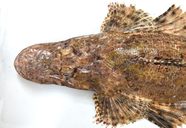 50cm SL前後になる。コチ科の魚の中でも大型。体は細長く、頭部が大きく吻が長い。取り分け目から前方が長い。目の後ろに深いくぼみがある。