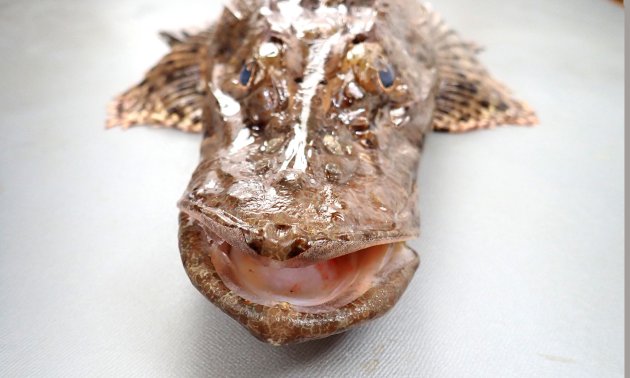 50cm SL前後になる。コチ科の魚の中でも大型。体は細長く、頭部が大きく吻が長い。取り分け目から前方が長い。目の後ろに深いくぼみがある。