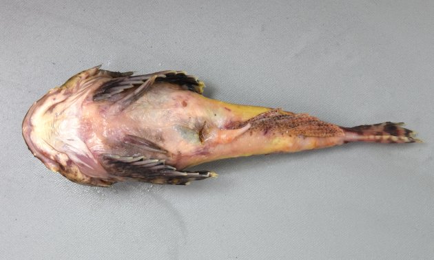28cm SL 前後になる。頭頭が大きく前鰓蓋骨のいちばん上の棘は強く長く上にはノコギリ状の棘が並ぶ。側線には瘤のような板状突起がある。頭の後部にも強い棘があり、花魁の刺すかんざしに似ているので「花魁鰍」とも呼ばれている。