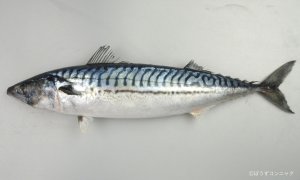 タイセイヨウサバのサムネイル写真
