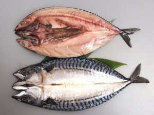 タイセイヨウサバの開き干し