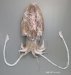 ウスベニコウイカのサムネイル写真