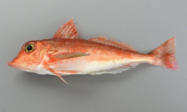 16cm SL 前後になる。非常に硬い頭部は断面は方形に近く、胴の部分は断面が丸い。胸鰭の下部３軟条は遊離する。胸鰭はあまり長くなくほぼ緑色でつけ根と後部がオレンジ色。背鰭基底部分に強い棘が縦に並ぶ。吻に棘がありいちばん端の２棘が取り分け大きく、内側の棘は小さい。