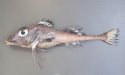 トリカジカのサムネイル写真