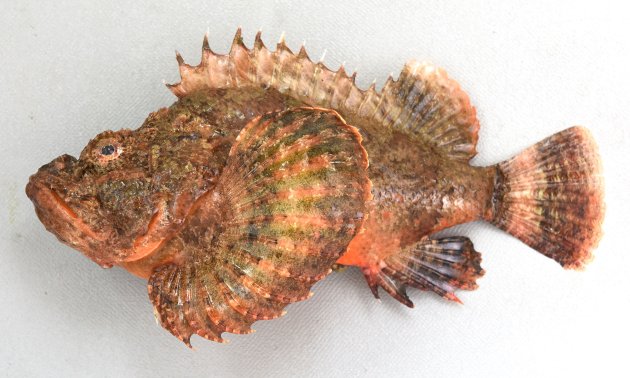 サツマカサゴ | 魚類 | 市場魚貝類図鑑