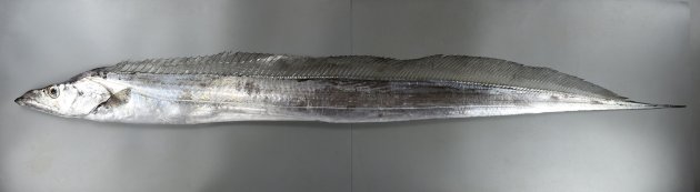 184cm TL 前後になる。銀白色で著しく側扁（左右に平たく）、細い帯状で細長い。口床が暗色。鱗、尾鰭と腹鰭がなく、背鰭は長く暗色。尻鰭は皮下に埋もれていて触ると棘のようなものを感じるが見えない。［いちばん頭部に近いところの体高（背鰭際から腹部正中線まで）15.3cm・184cm TL・重さ4.8kg］