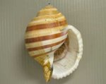 ミヤシロガイのサムネイル写真