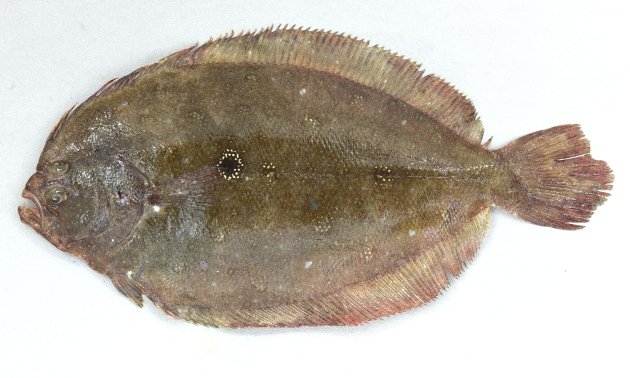 ガンゾウビラメ | 魚類 | 市場魚貝類図鑑