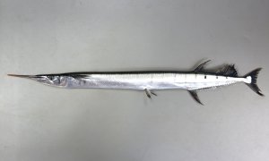 ハマダツのサムネイル写真