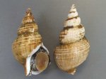 スルガバイのサムネイル写真