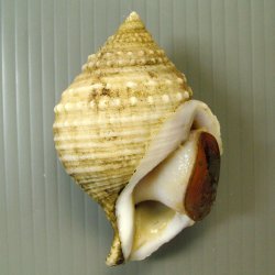 カブトボラ | 軟体 | 市場魚貝類図鑑