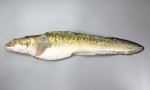 タナカゲンゲのサムネイル写真