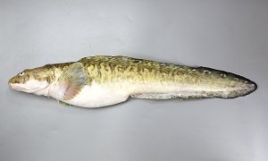 タナカゲンゲのサムネイル写真
