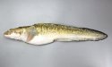 タナカゲンゲのサムネイル写真