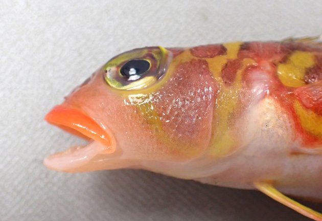 17cm SL 前後になる。唇が赤く紡錘形。背鰭棘（前方）は低いが欠刻はない。体側に頭部に近い黄色い部分がある横縞と尾に近い薄い横縞を除くと、くっきりした横縞は８本ある。尾鰭は丸い。