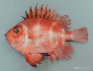 クルマダイのサムネイル写真