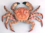 マツバガニのサムネイル写真