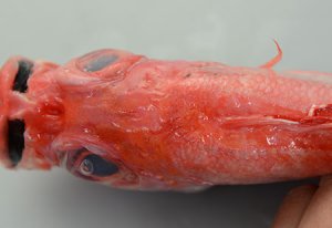 ソコアマダイの側線
