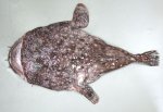 シモフリハナアンコウのサムネイル写真