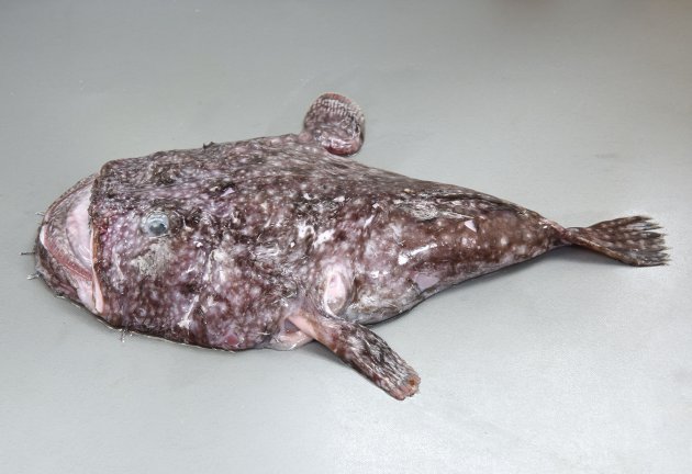 39cm SL 前後になる。いわゆるアンコウ型で全身に白い霜降り状の斑紋が散らばっている。上膊棘は３。