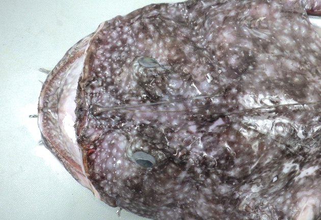 39cm SL 前後になる。いわゆるアンコウ型で全身に白い霜降り状の斑紋が散らばっている。上膊棘は３。