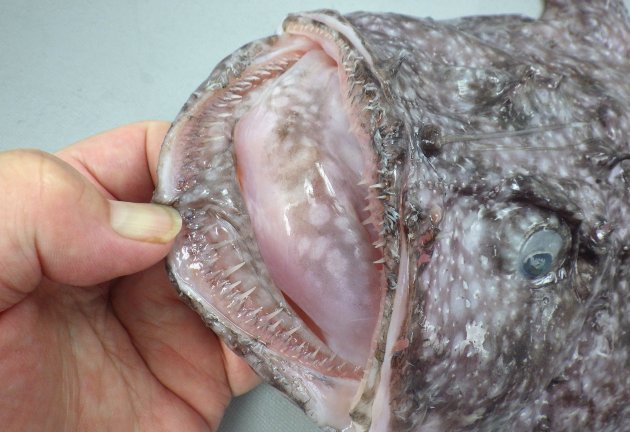 39cm SL 前後になる。いわゆるアンコウ型で全身に白い霜降り状の斑紋が散らばっている。上膊棘は３。