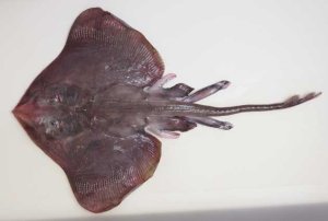 リボンカスベのサムネイル写真