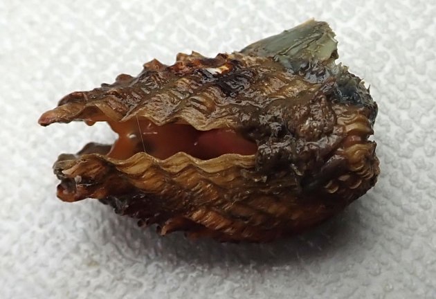 30mm SL 前後になる。前後に長い長方形で、貝殻は厚みがあって硬い。貝殻の表面には18本前後の強い放射肋がある。