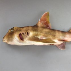 ネコザメ | 魚類 | 市場魚貝類図鑑