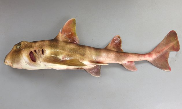 ネコザメ | 魚類 | 市場魚貝類図鑑