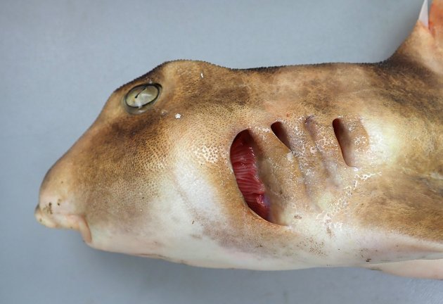 ネコザメ | 魚類 | 市場魚貝類図鑑