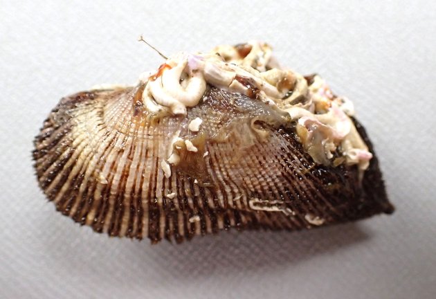 3cm SL 前後になる。小型で膨らみが強く、貝殻に殻皮があり毛状になる。やや角張る。