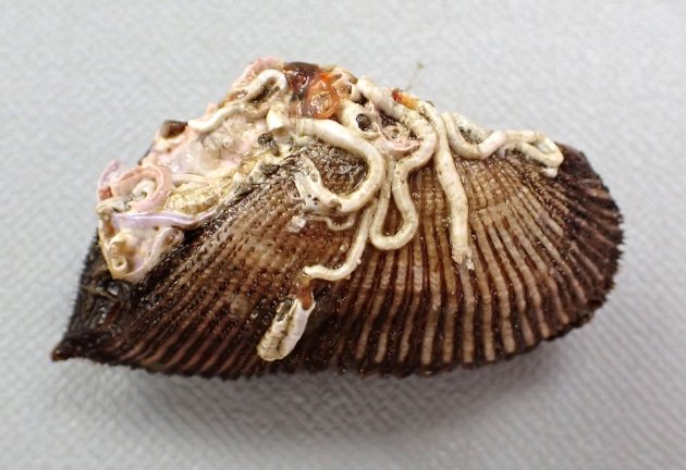 3cm SL 前後になる。小型で膨らみが強く、貝殻に殻皮があり毛状になる。やや角張る。
