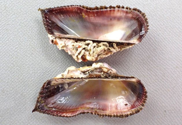 3cm SL 前後になる。小型で膨らみが強く、貝殻に殻皮があり毛状になる。やや角張る。