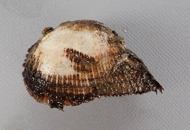3cm SL 前後になる。小型で膨らみが強く、貝殻に殻皮があり毛状になる。やや角張る。